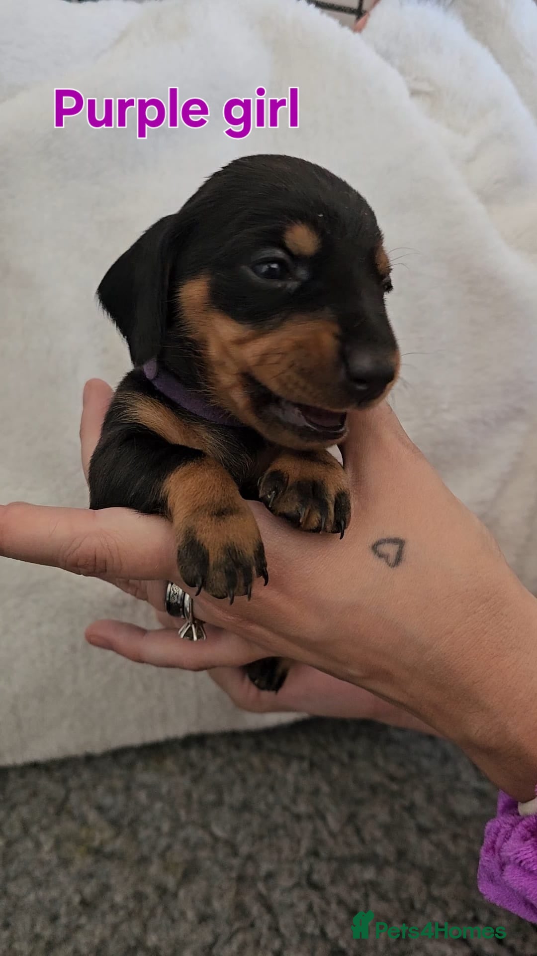 Miniature Dachshund dogs for sale: 4 week old Miniature Dachshunds - Image 23