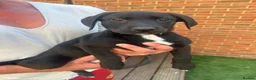 Borador dogs for sale: 6 Labrador /Borador Puppies for Sale Boys & Girls - Advert 9