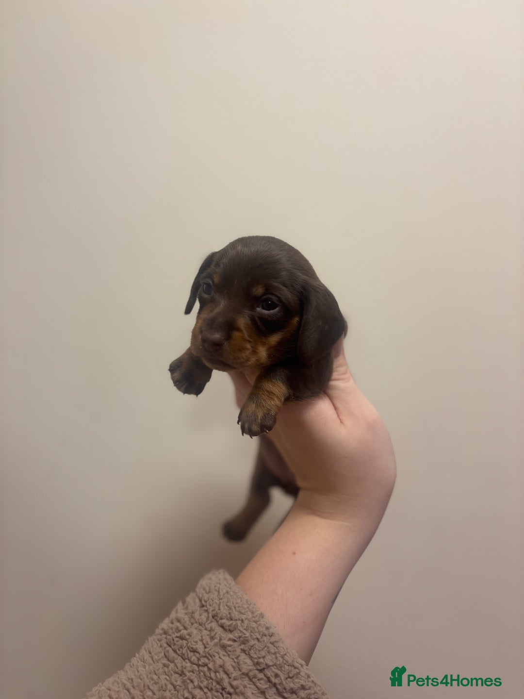 Miniature Dachshund dogs for sale: KC Miniature dachshunds - Advert 18