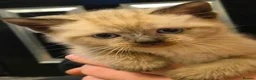 Mixed Breed cats for sale: Ragdoll/ british short hair in Manchester - Advert 6