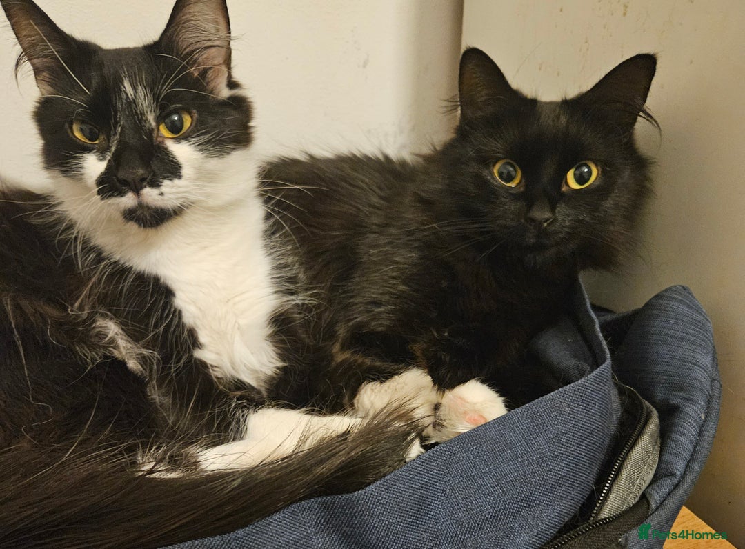 Mixed Breed cats for sale: Rehoming my girls  - Image 3