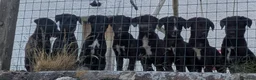 Borador dogs for sale: Boradors pups *READY NOW* - Advert 6