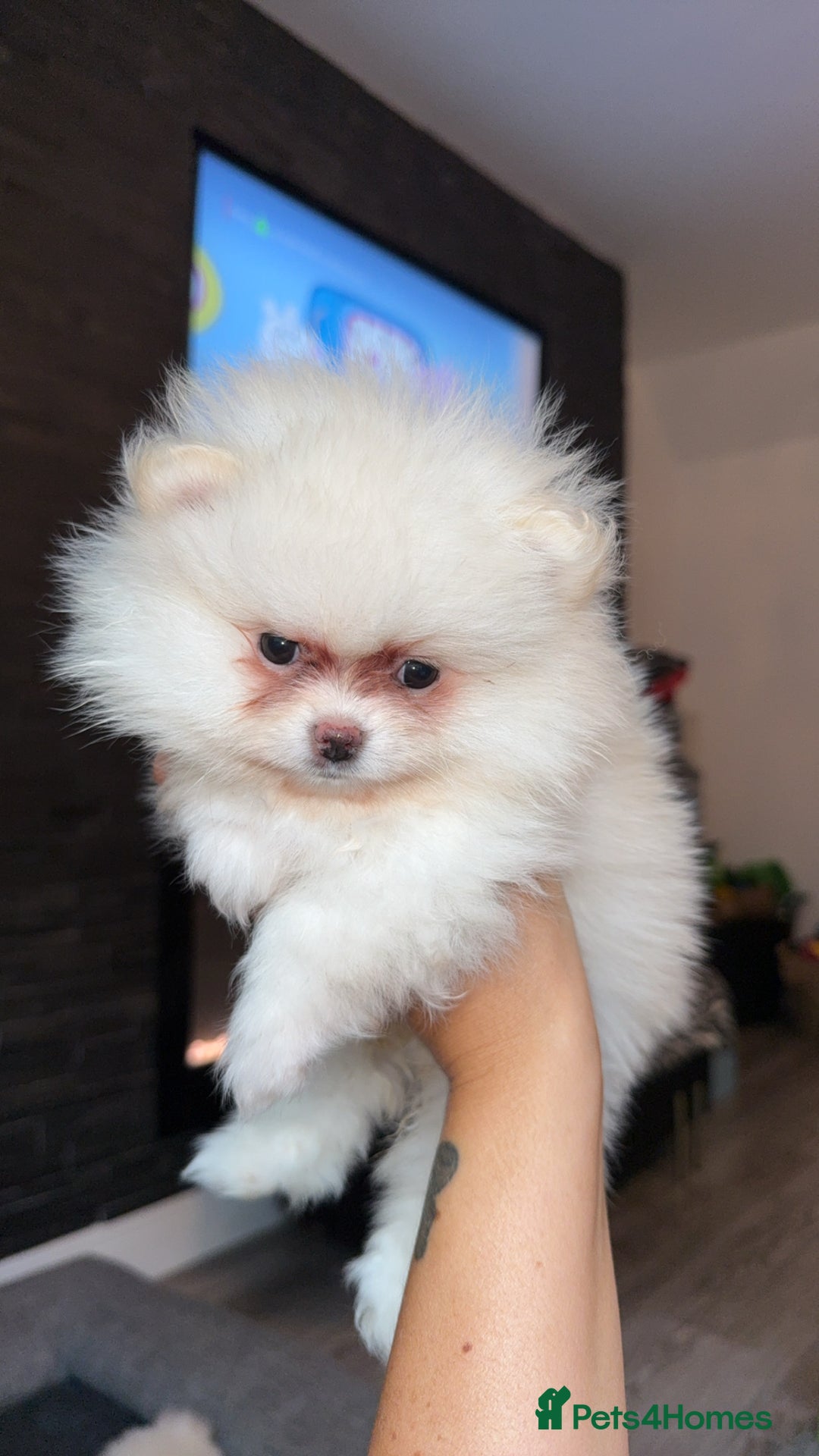Pomeranian dogs for sale: Beautiful thick coat poms READY to leave next week - Image 13