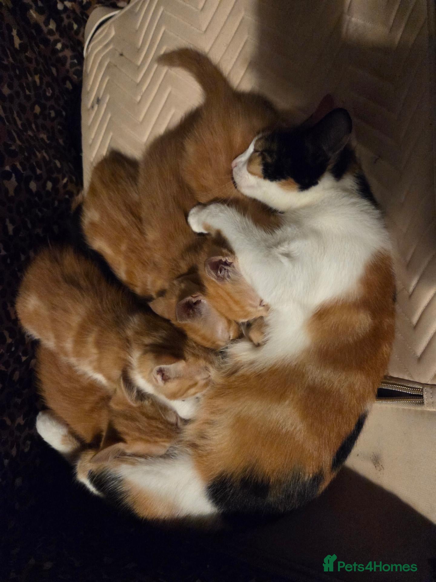 Mixed Breed cats Ginger Tabby Kittens - Advert 5