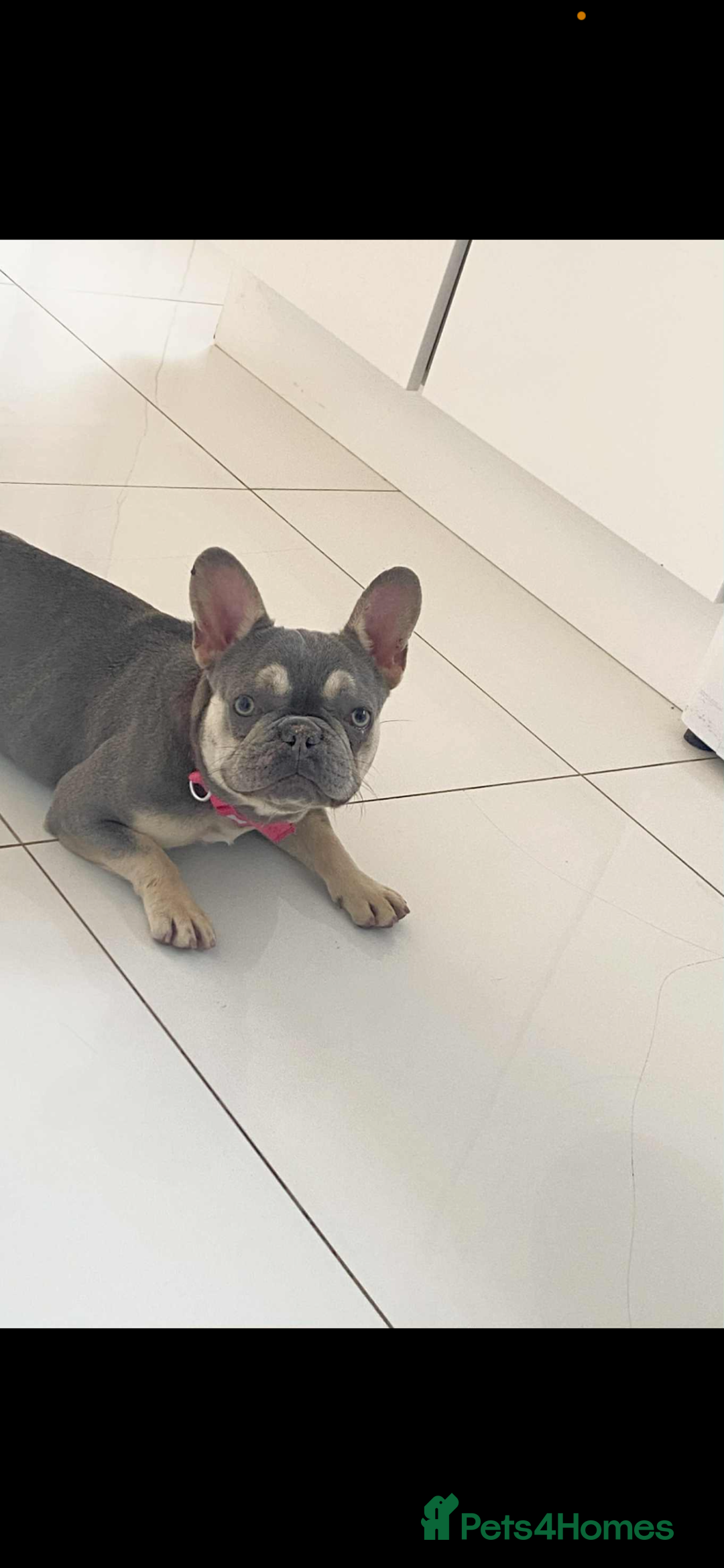 French Bulldog dogs for sale: FEMALE FRENCH BULLDOG  - Advert 3