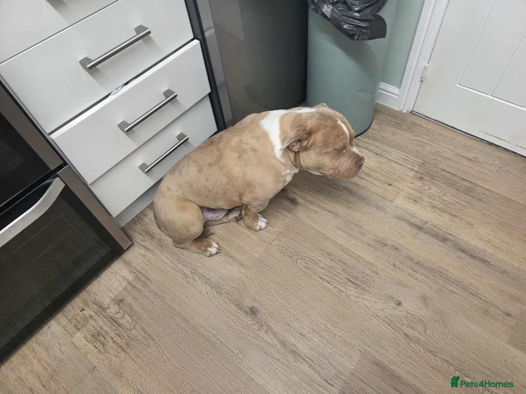 American Bully dogs for sale: 7 month merl pocket bully  - Image 2