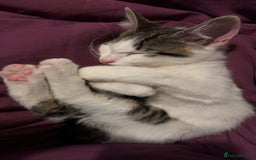 Mixed Breed cats for sale: Tigers angel - Image 10