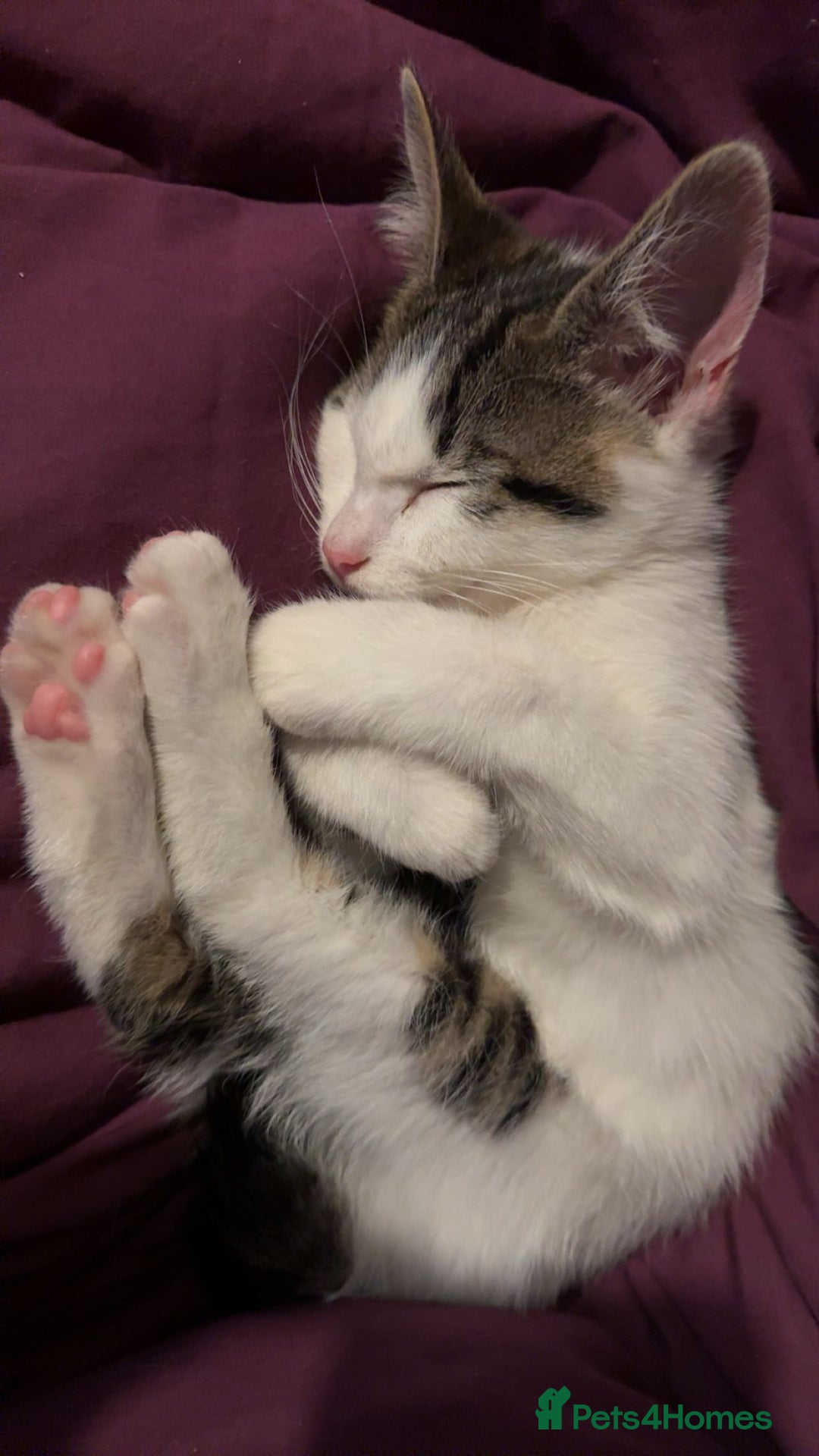 Mixed Breed cats for sale: Tigers angel - Image 10