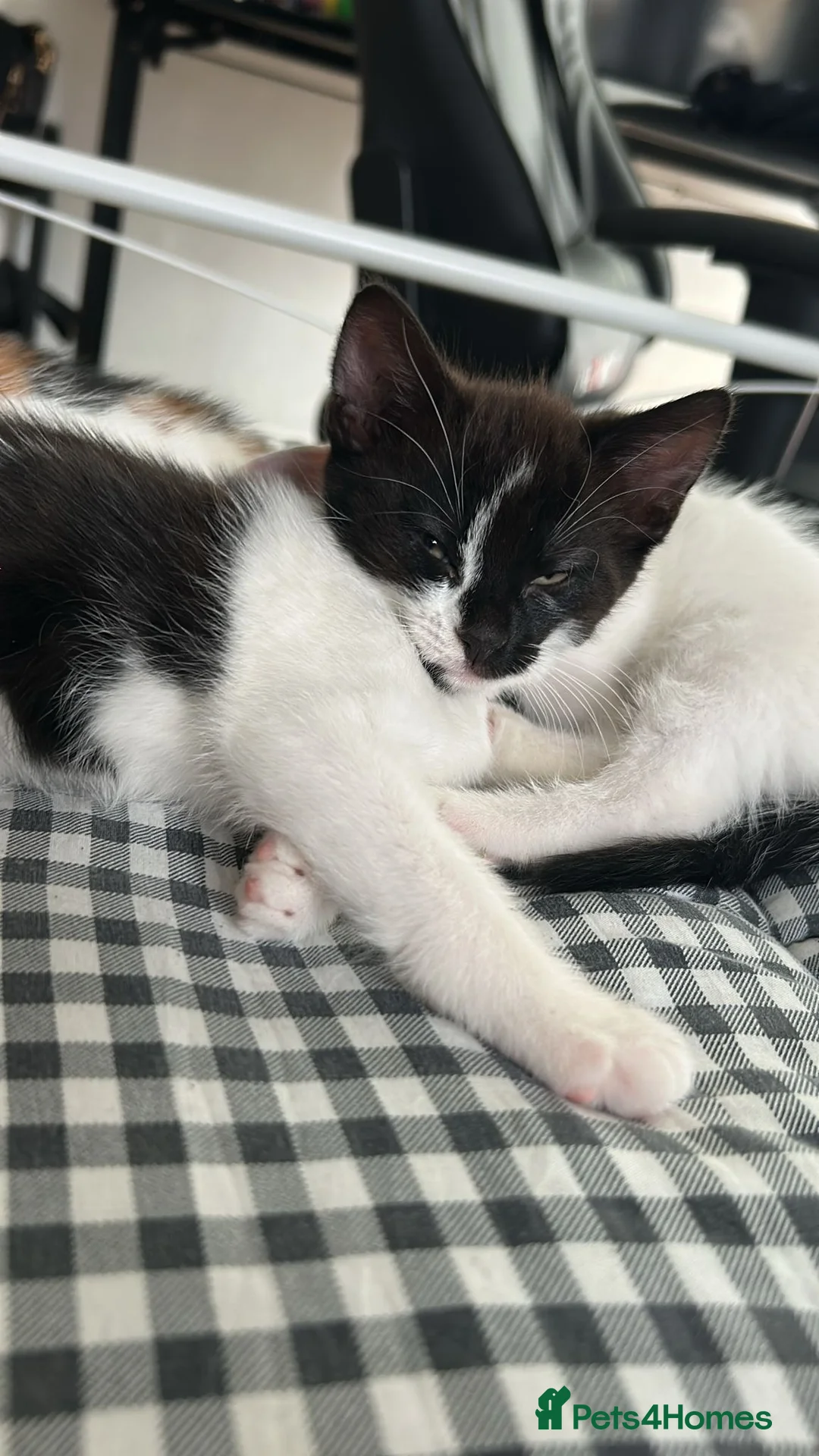 Mixed Breed cats for sale: BEAUTIFUL BABY KITTENS  - Advert 2