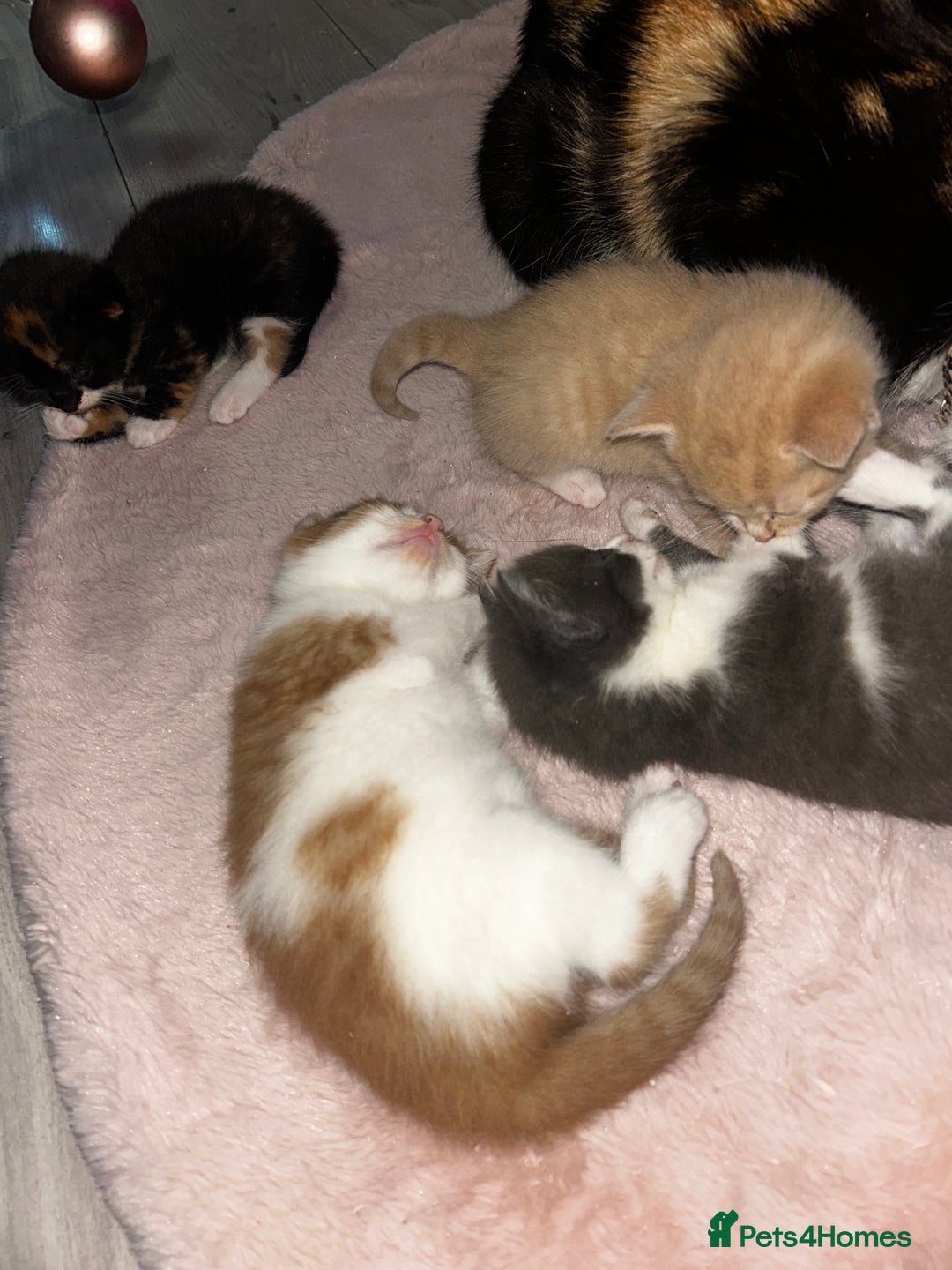 British Shorthair cats for sale: Four Adorable Kittens 🤍 - Advert 4