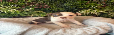 Mixed Breed 10