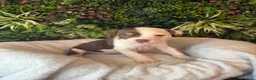 Mixed Breed dogs for sale: Old tyme American bullys - Advert 9