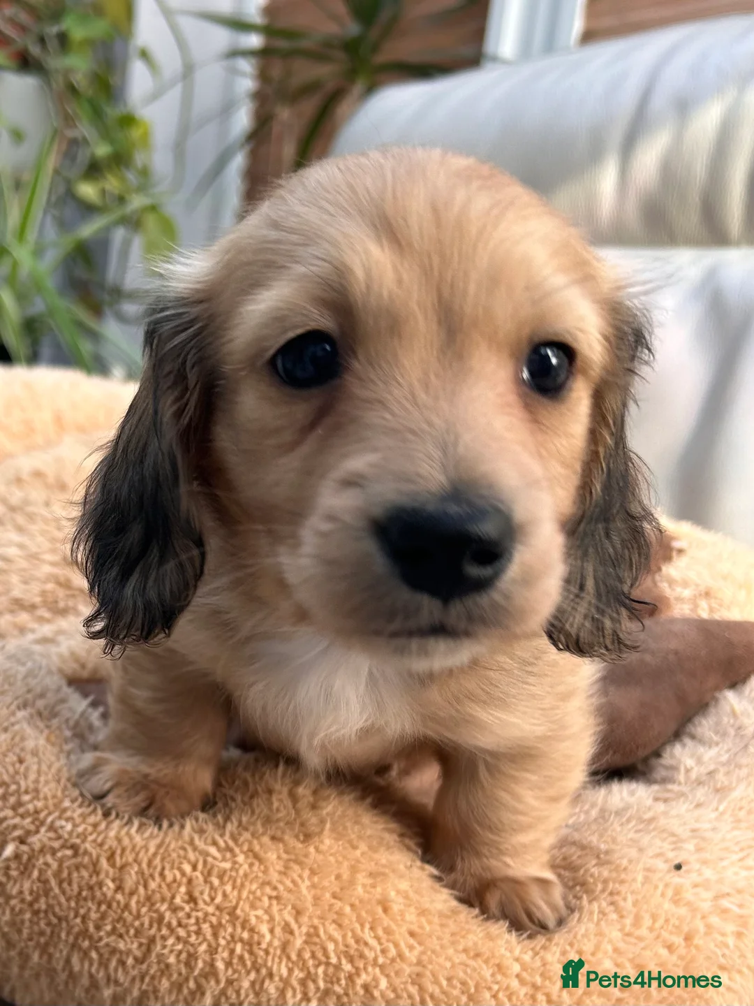 Dachshund dogs for sale: Mini Long-haired Boy - Advert 6