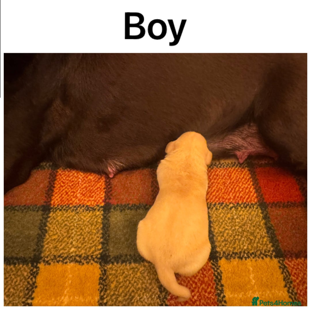 Labrador Retriever dogs for sale: Beautiful KC pups, health tested & superb lineage - Advert 7