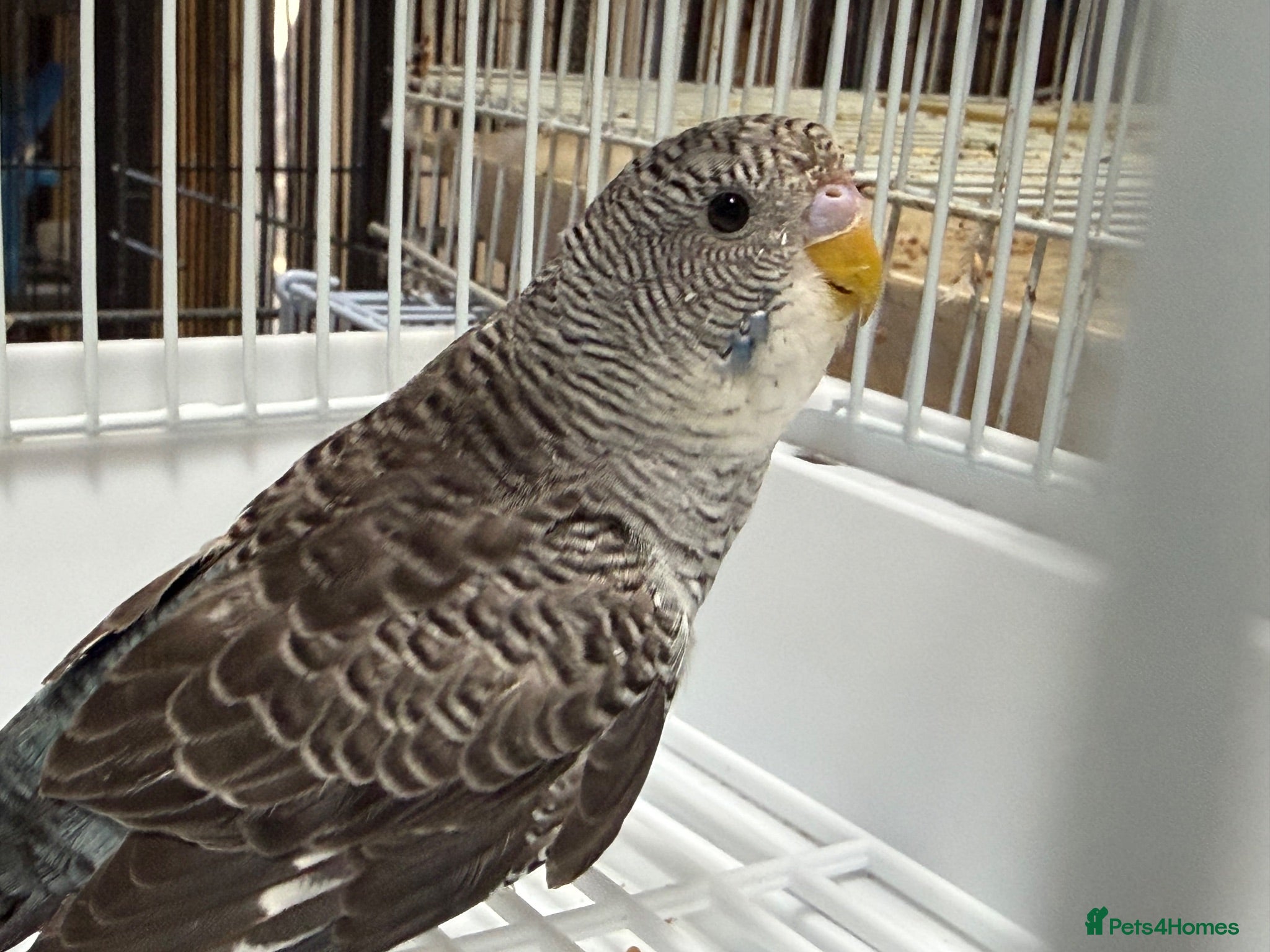 Budgerigars birds Bfbw, Bwbf, Rainbow hagoromo and other mutations  - Advert 22