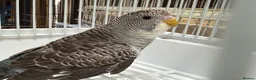 Budgerigars birds for sale: Bfbw, Bwbf, Rainbow hagoromo and other mutations  - Advert 1