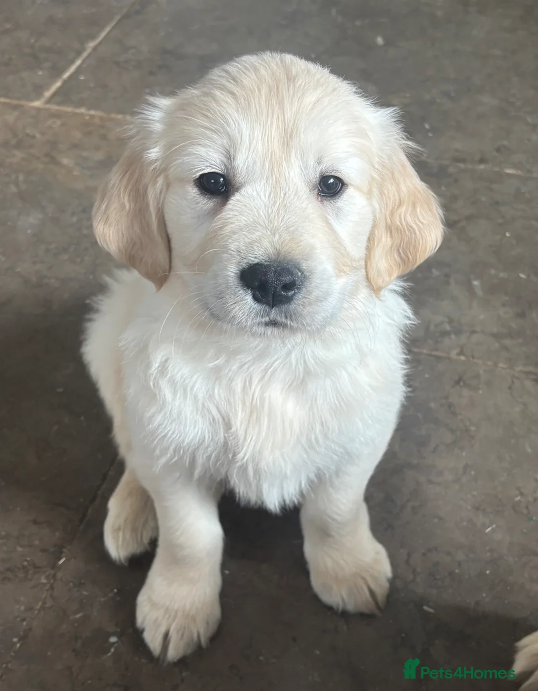 Golden Retriever dogs for sale: KC golden retriever pups health tested parents  - Advert 2