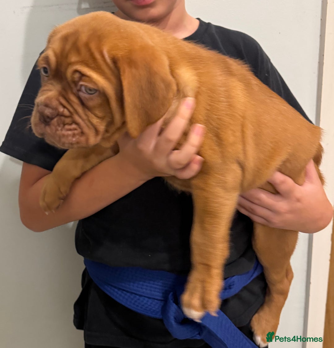 Dogue De Bordeaux dogs for sale: Ready to go last Outstanding Chunky KC DDB Puppy - Advert 6