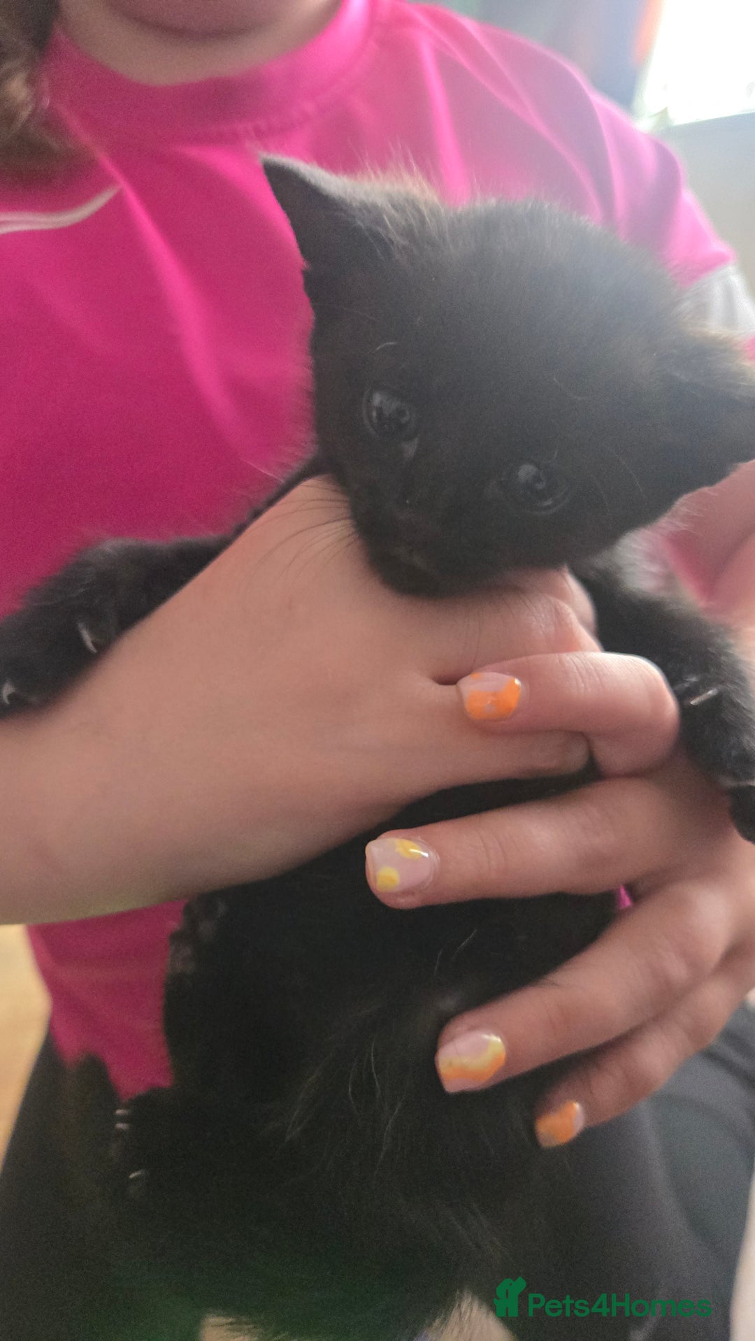 British Shorthair cats for sale: 3 adorable black kitten mixed with bengal - Image 2