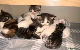 Mixed Breed cats for sale: Kittens for sale - Image 4