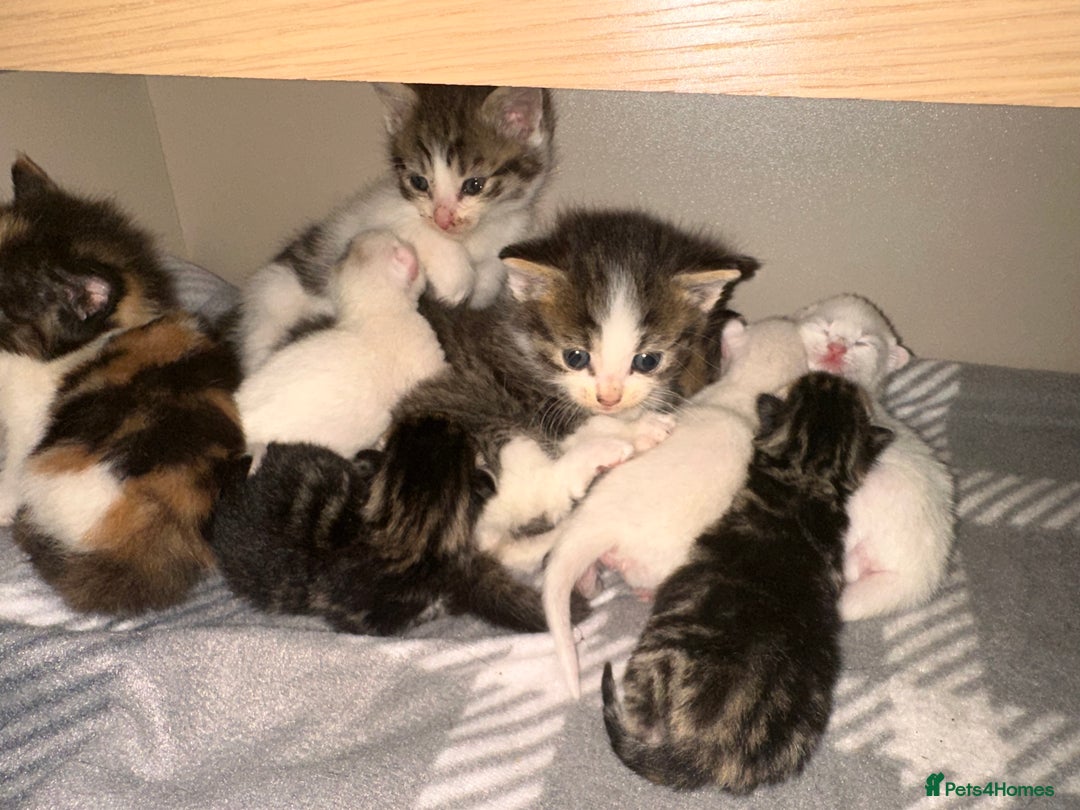 Mixed Breed cats for sale: Kittens for sale - Image 4