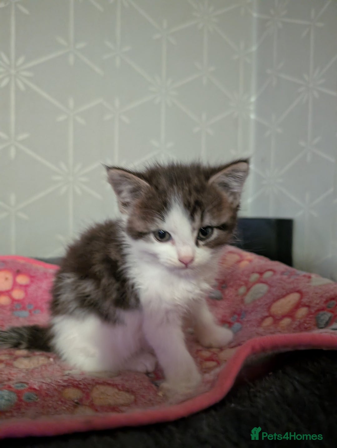 Maine Coon cats for sale: Maine coone Cross READY TO LEAVE IMMEDIATELY  - Advert 6