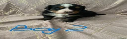 Bernese Mountain Dog dogs for sale: KC registered Bernese Mountain Dog Puppies  in Runcorn - Advert 5