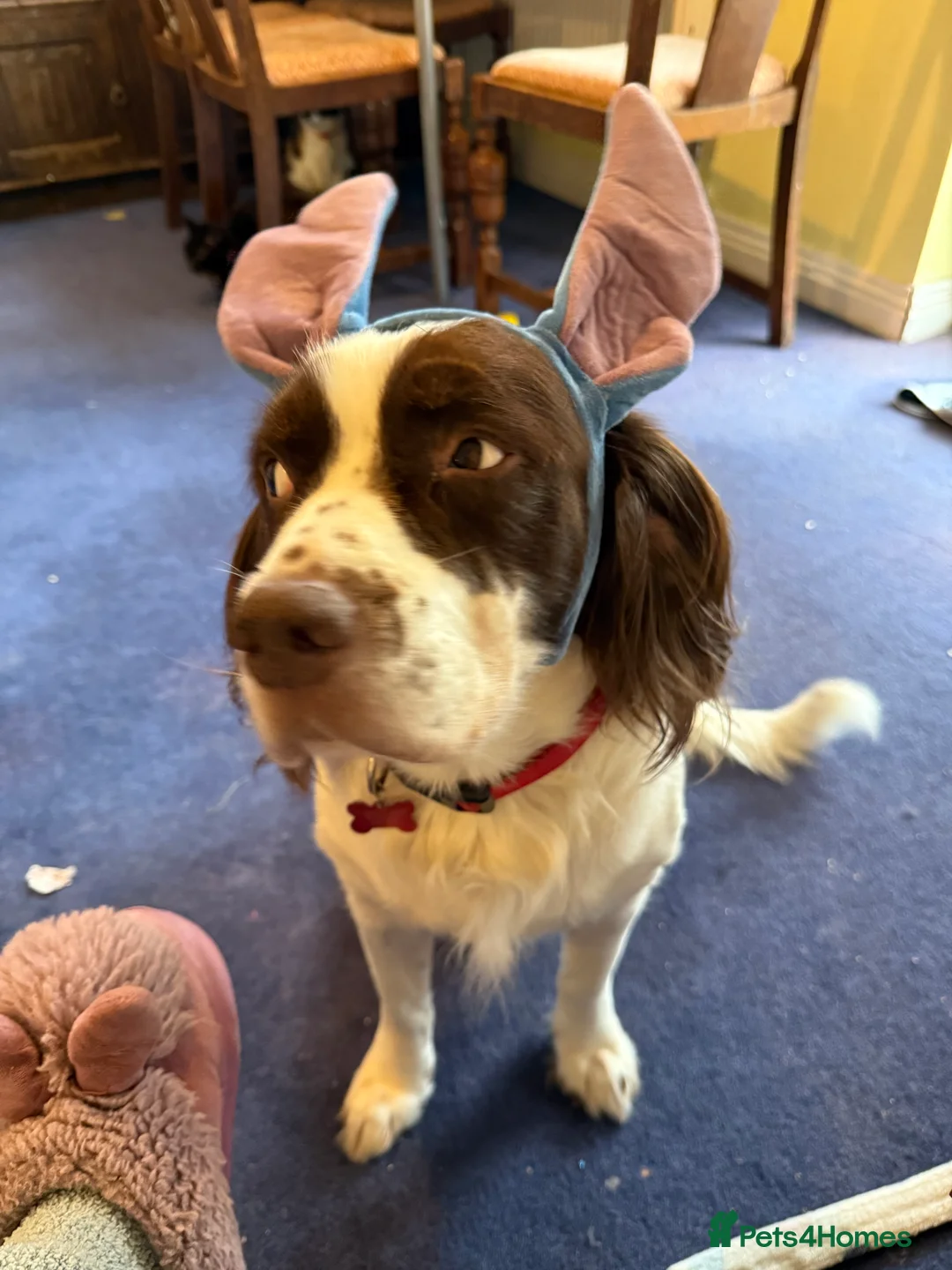 English Springer Spaniel dogs for sale: My beautiful boy Alfie  in Didcot - Advert 2