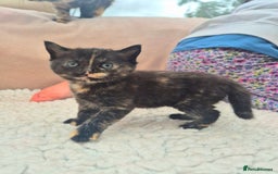 Mixed Breed cats for sale: Super friendly, fluffy kittens! 😻 - Image 26