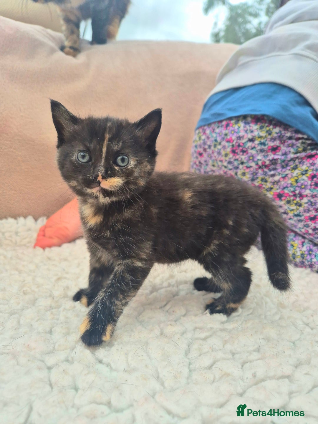 Mixed Breed cats for sale: Super friendly, fluffy kittens! 😻 - Image 26