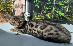 Bengal cats for sale: CUTE SNOW & BROWN BENGAL KITTENS (TICA REG) - Image 6