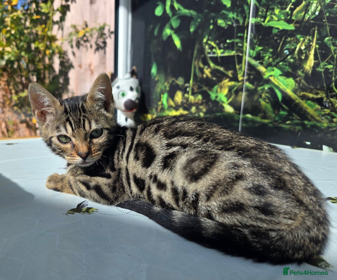 Bengal cats for sale: CUTE SNOW & BROWN BENGAL KITTENS (TICA REG) - Image 6