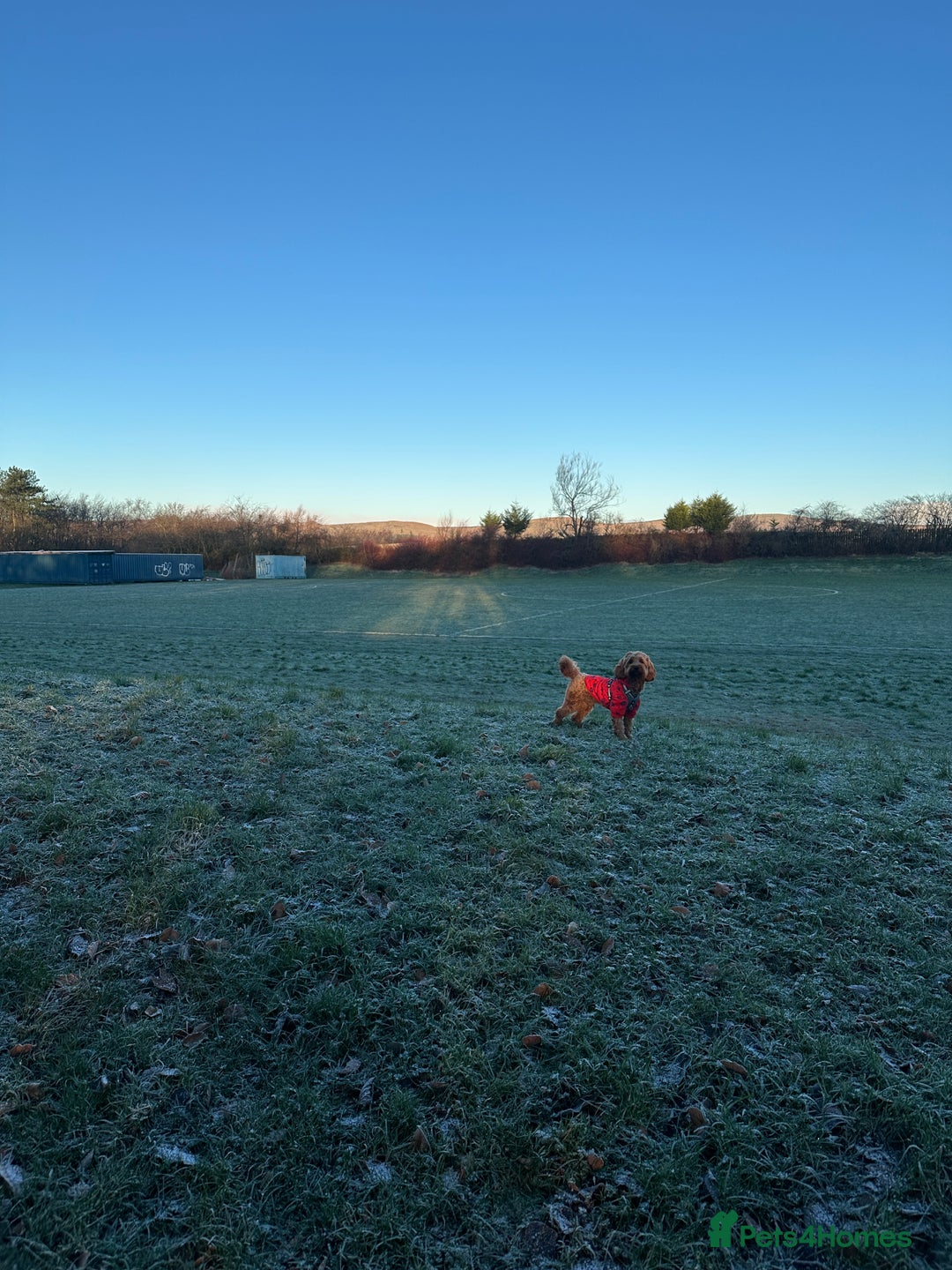 Cockapoo dogs for stud: Bear – DNA Tested Cockapoo Stud (Poodle-Dominant) - Advert 4