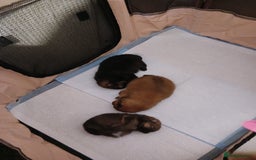 Pomeranian dogs for sale: Pomerian pups  - Image 6