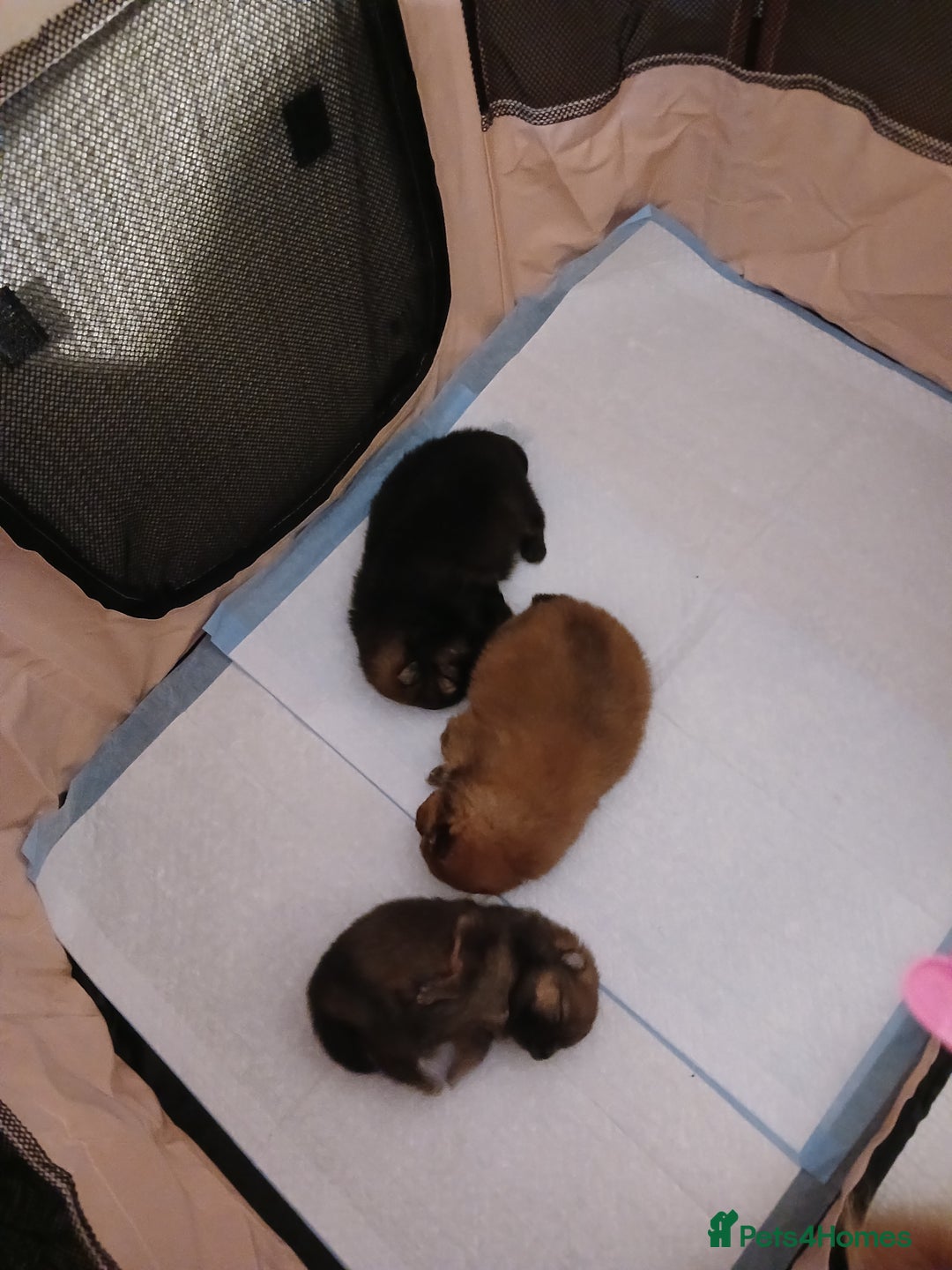 Pomeranian dogs for sale: Pomerian pups  - Image 6