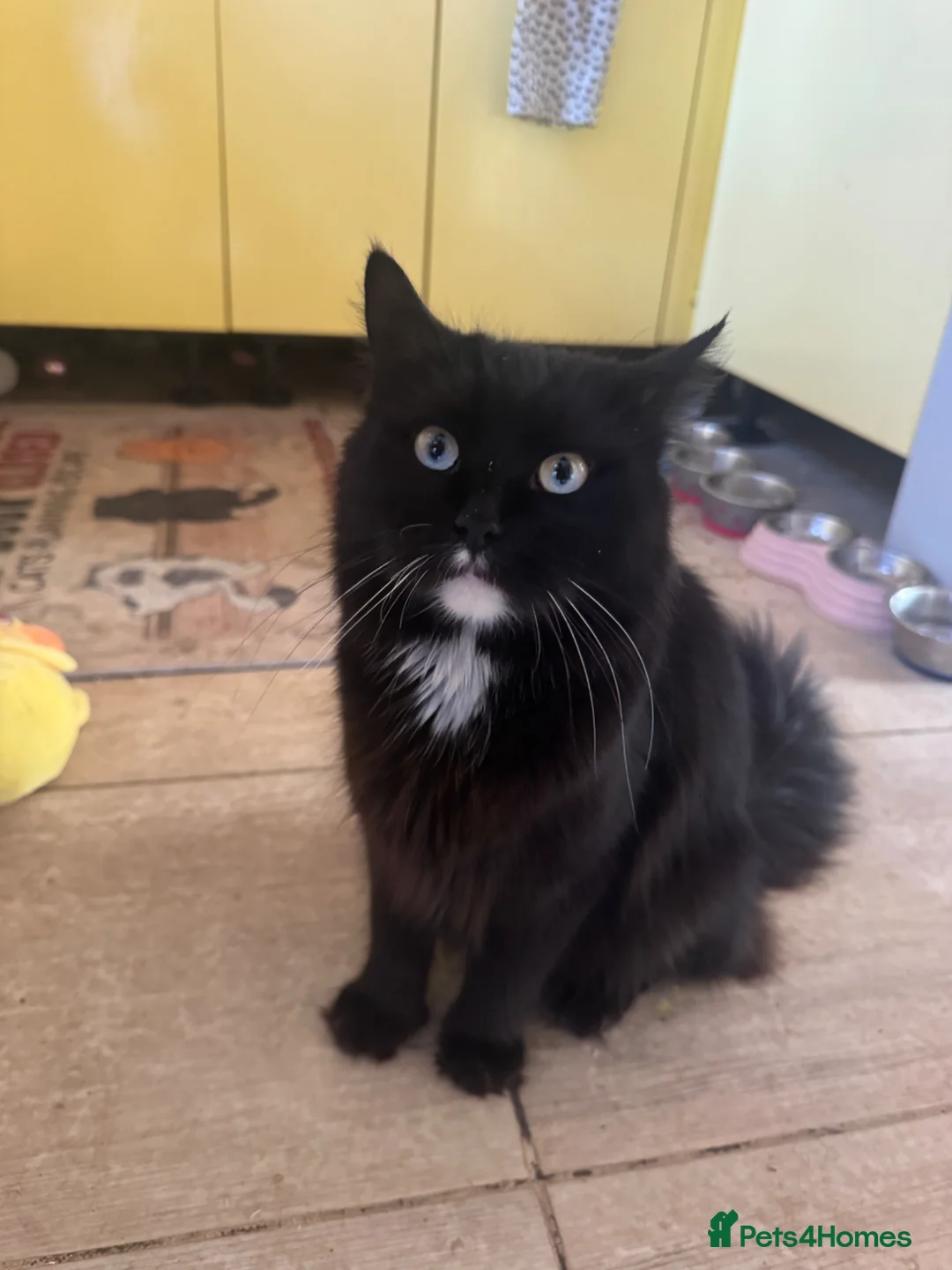 Mixed Breed cats for sale: Beautiful blacks looking for loving families - Advert 18