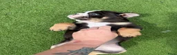 Olde English Bulldogge dogs for sale: STUNNING RARE OLD ENGLISH BULLDOG PUPS - Advert 26