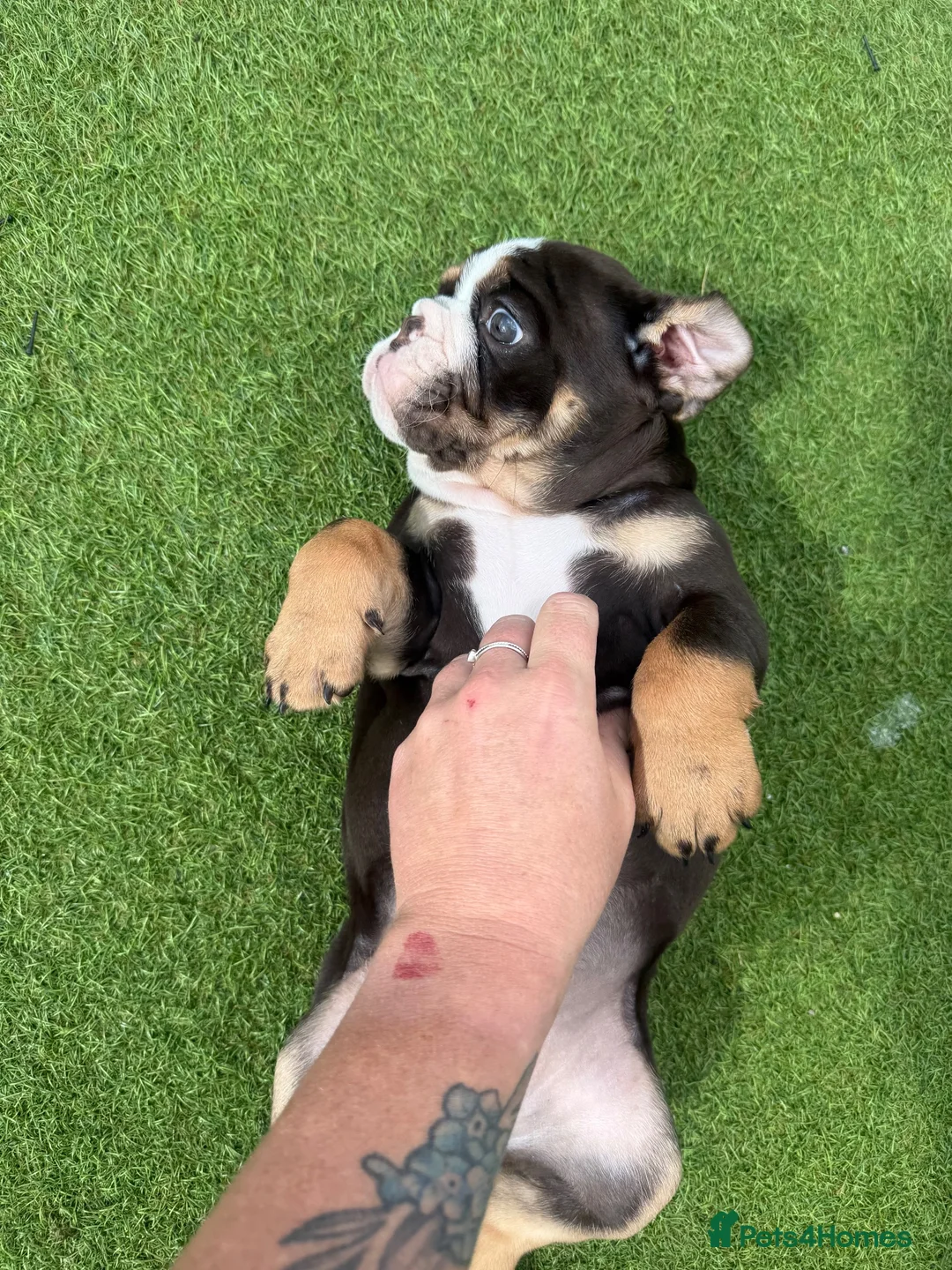 Olde English Bulldogge dogs for sale: STUNNING RARE OLD ENGLISH BULLDOG PUPS - Advert 26