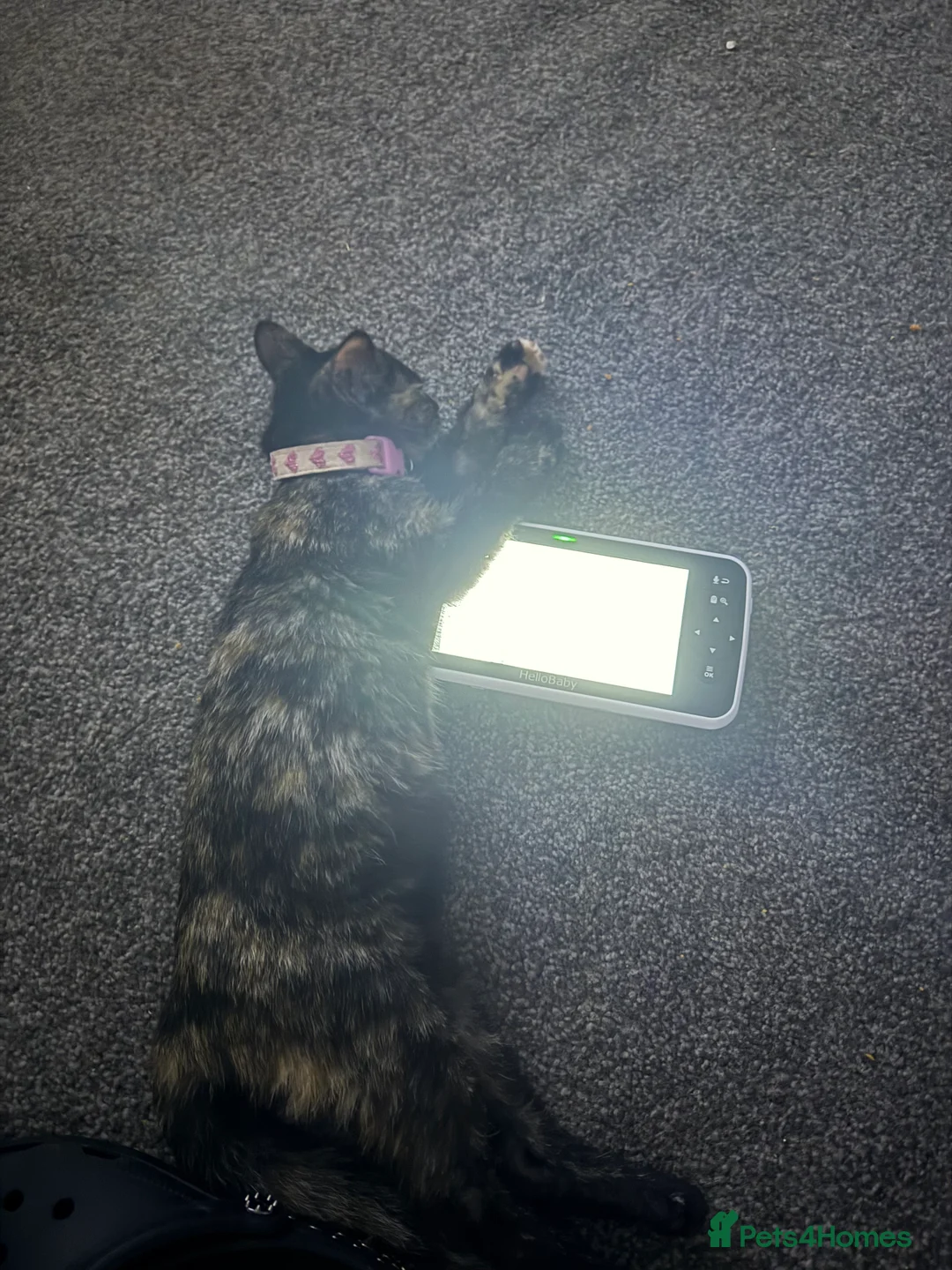 Mixed Breed cats for sale: Kittens for sale! - Advert 3