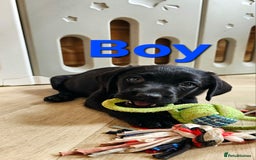 Labrador Retriever dogs for sale: 7 STUNNING BLACK LABRADOR PUPPIES - Image 7