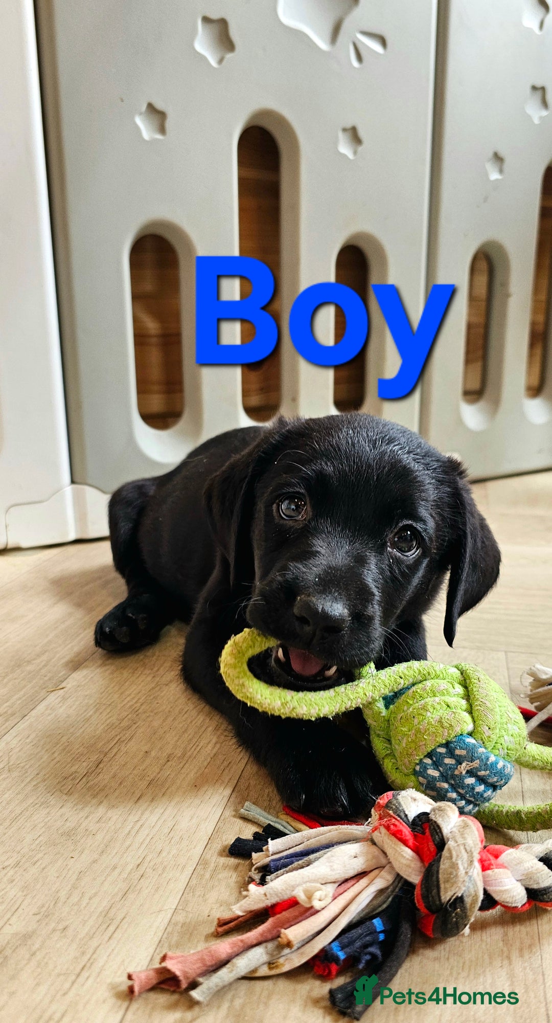 Labrador Retriever dogs for sale: 7 STUNNING BLACK LABRADOR PUPPIES - Image 7