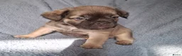 French Bulldog dogs for sale: Exotic coloured visual fluffy frenchies  - Advert 33