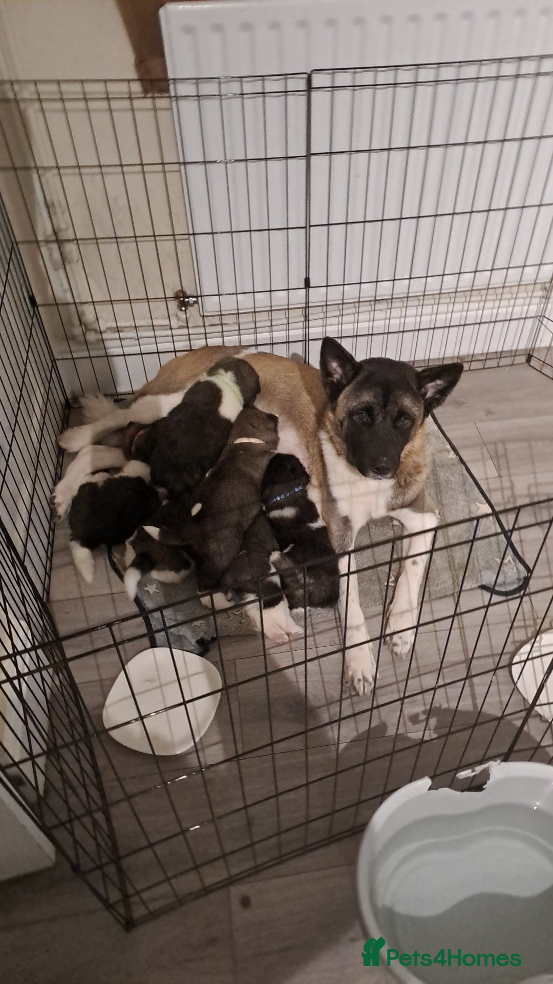 Akita dogs for sale: Bear faced American akitas puppies  - Advert 1