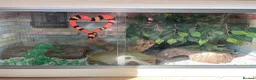 Milk Snake reptiles for sale: Tangerine Honduran Milk Snake - Advert 12