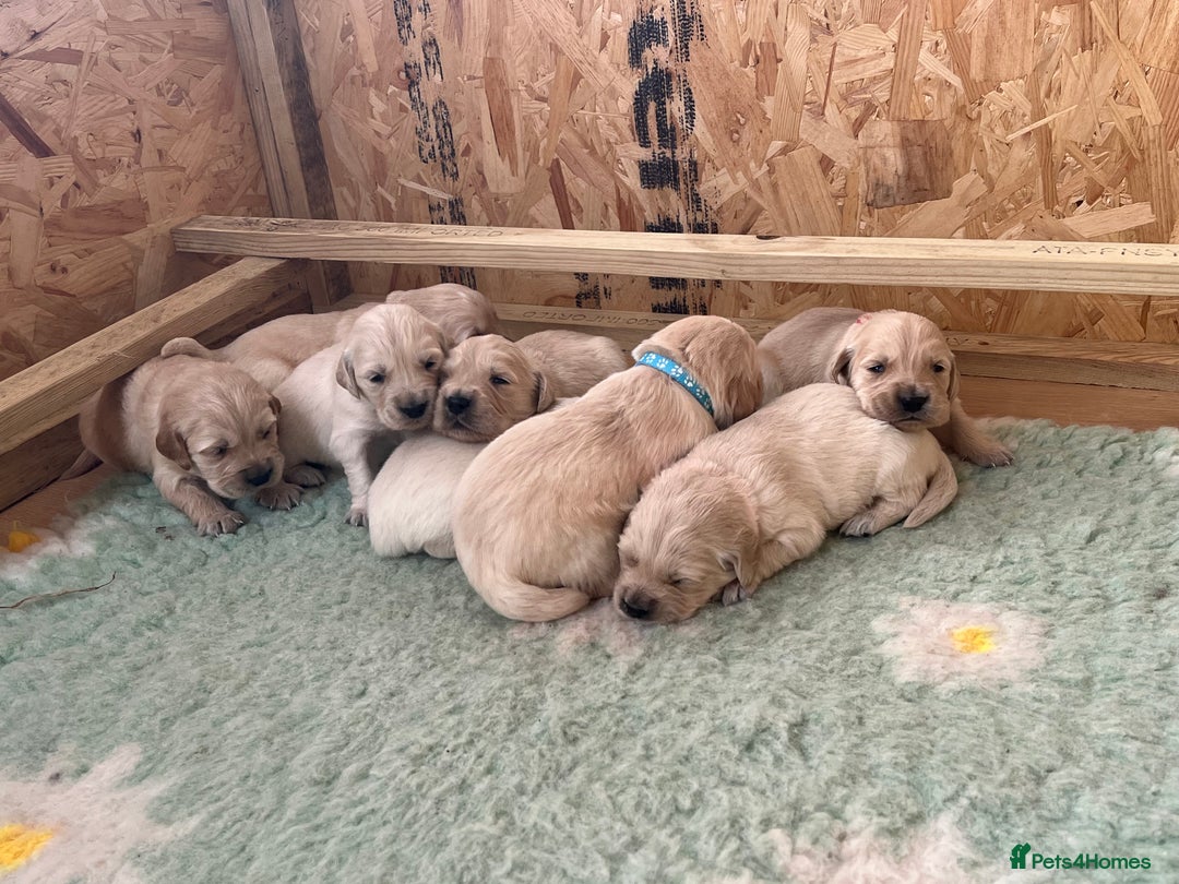 Golden Retriever dogs for sale:  Golden Retriever Puppies – KC Registered - Advert 17