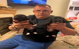 Mixed Breed dogs for sale: Doxla  - Image 17