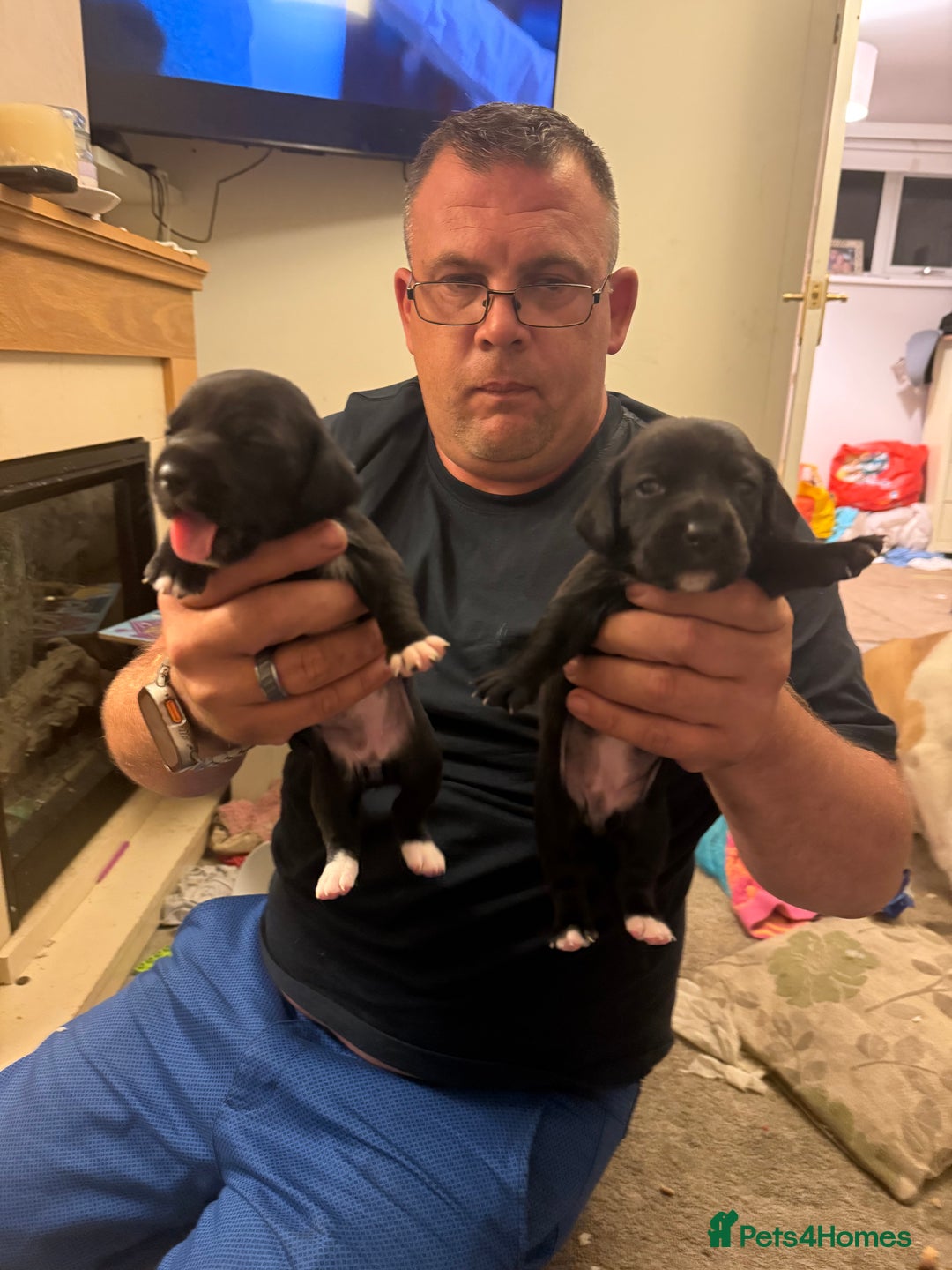 Mixed Breed dogs for sale: Doxla  - Image 17