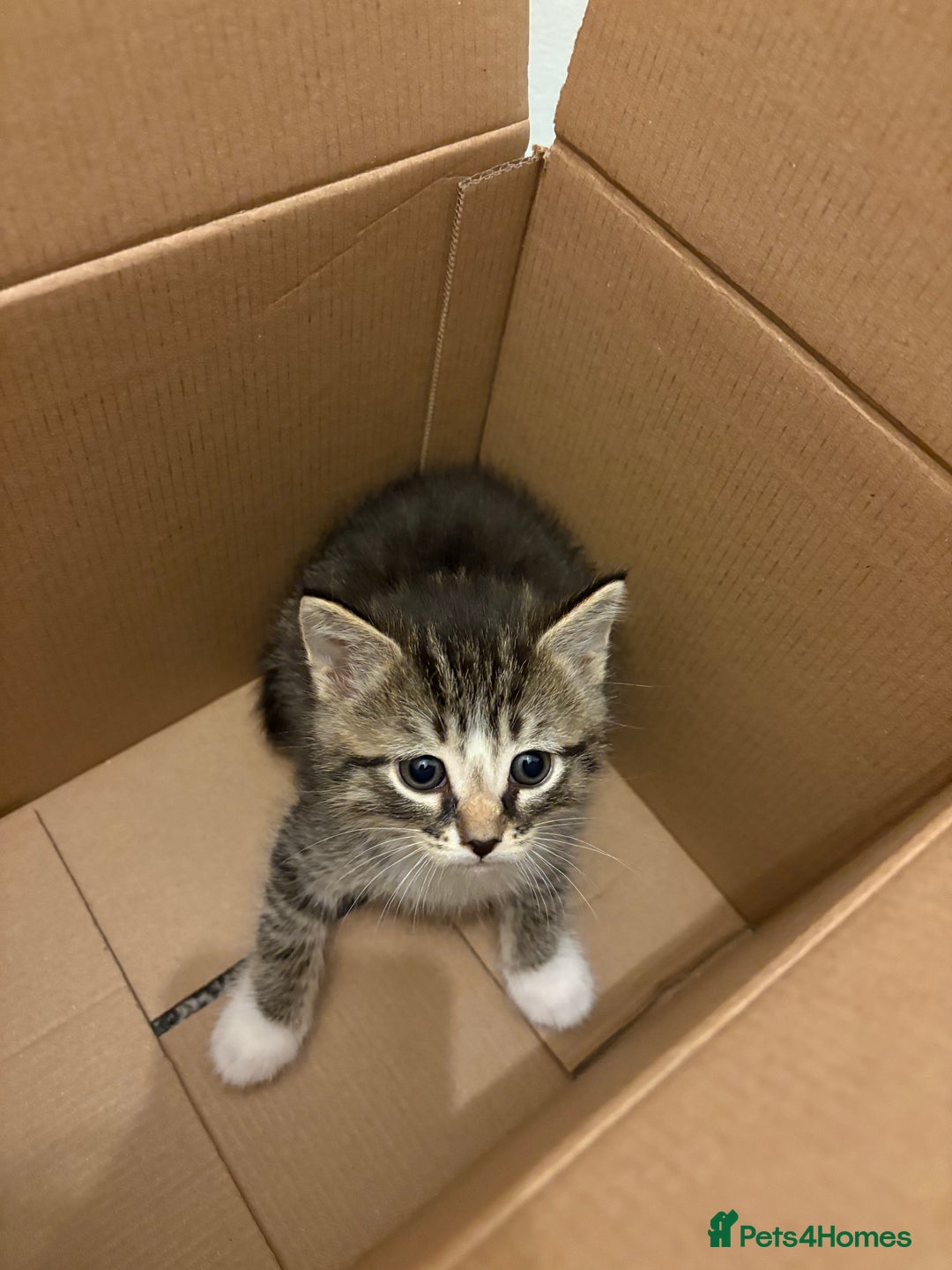 Mixed Breed cats for sale: Ragdoll cross kittens  - Advert 3