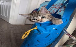 British Shorthair cats for sale: Cute british-shorthair kittens  - Image 7