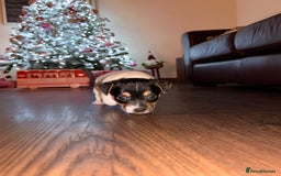 Jack Russell dogs for sale: Jack Russell Puppies - Advert 13